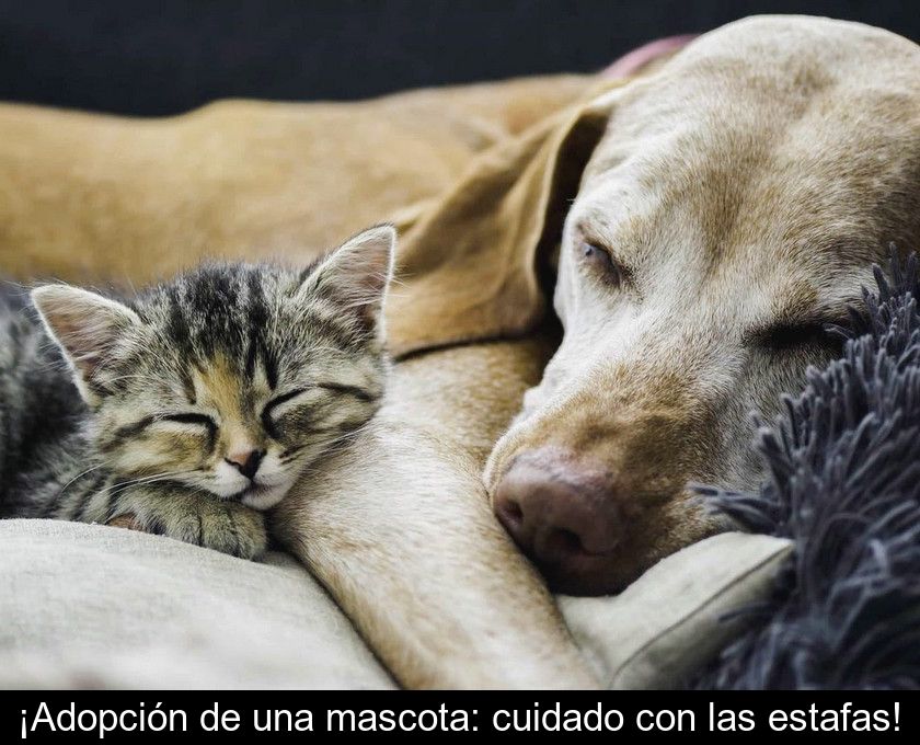 ¡adopción De Una Mascota: Cuidado Con Las Estafas!