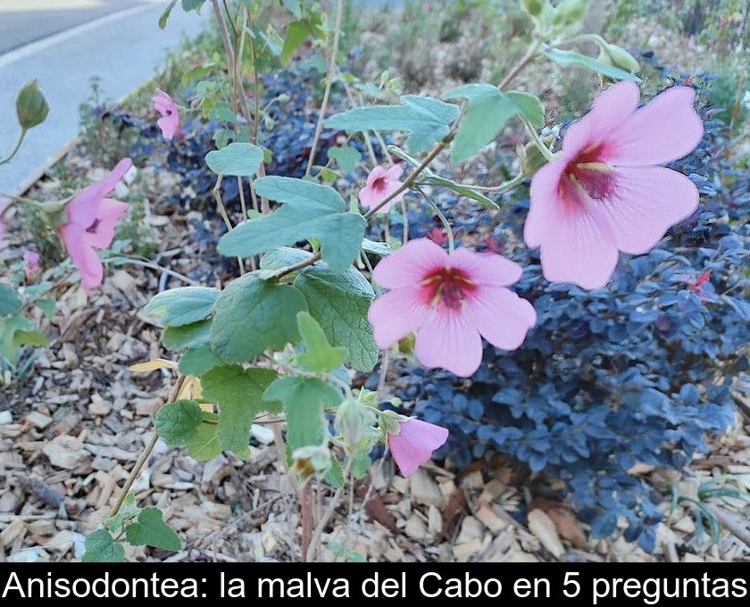 Anisodontea: La Malva Del Cabo En 5 Preguntas