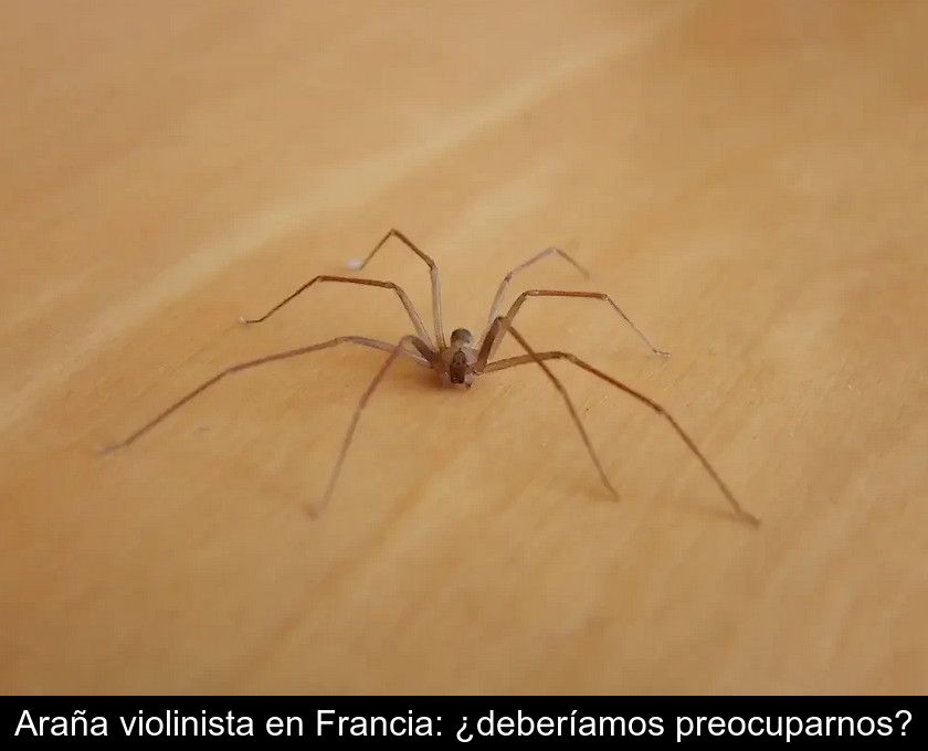 Araña Violinista En Francia: ¿deberíamos Preocuparnos?