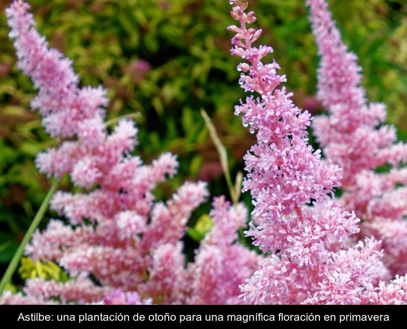 Astilbe: Una Plantación De Otoño Para Una Magnífica Floración En Primavera