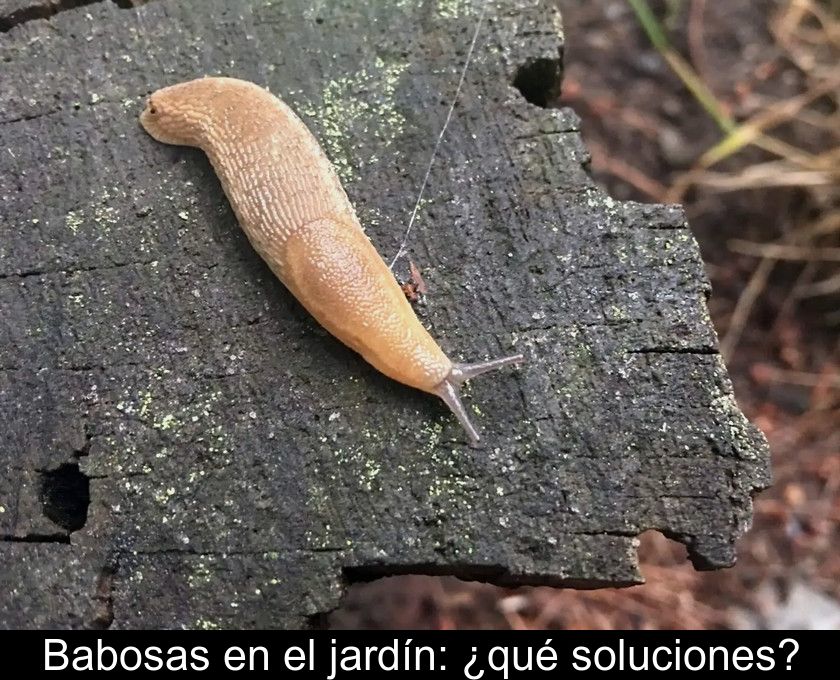 Babosas En El Jardín: ¿qué Soluciones?