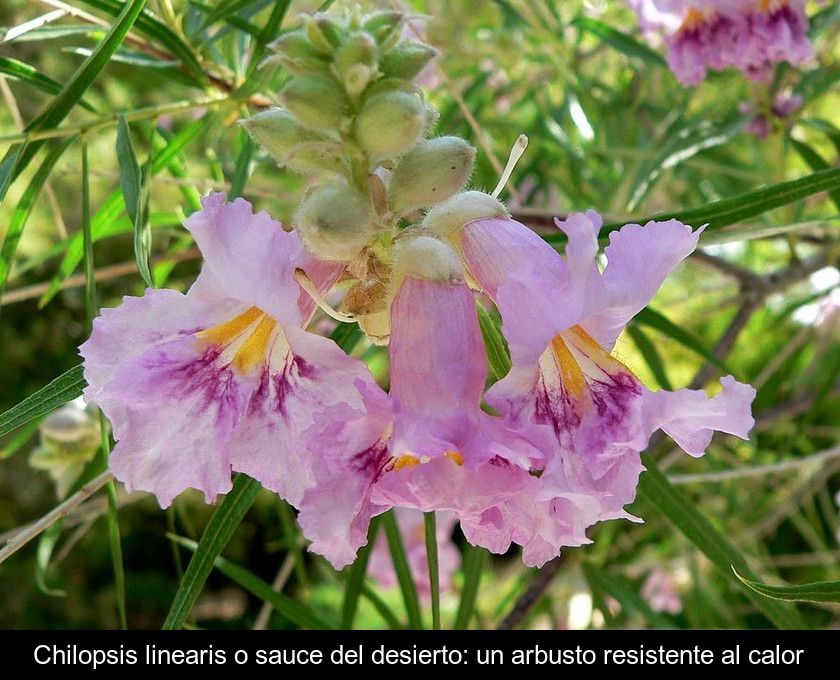 Chilopsis Linearis O Sauce Del Desierto: Un Arbusto Resistente Al Calor