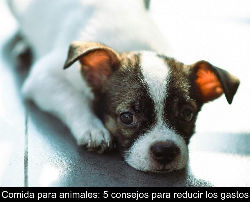 Comida Para Animales: 5 Consejos Para Reducir Los Gastos