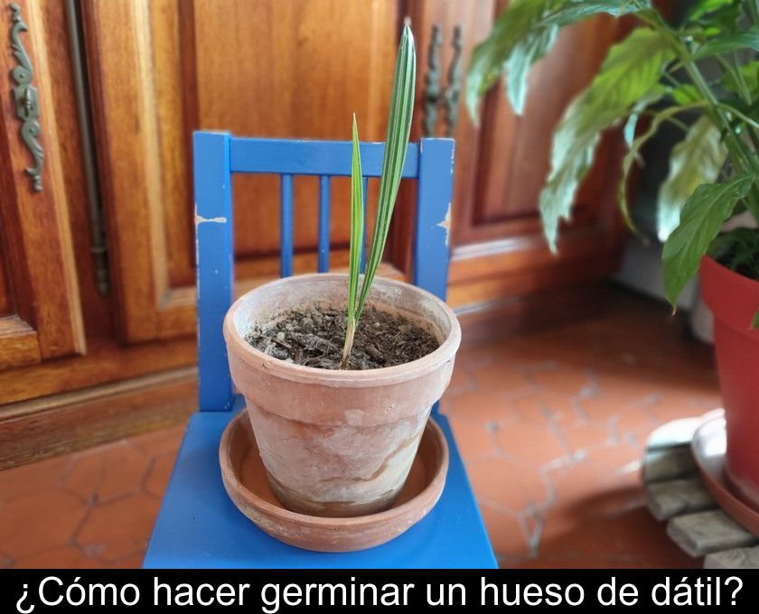 ¿cómo Hacer Germinar Un Hueso De Dátil?