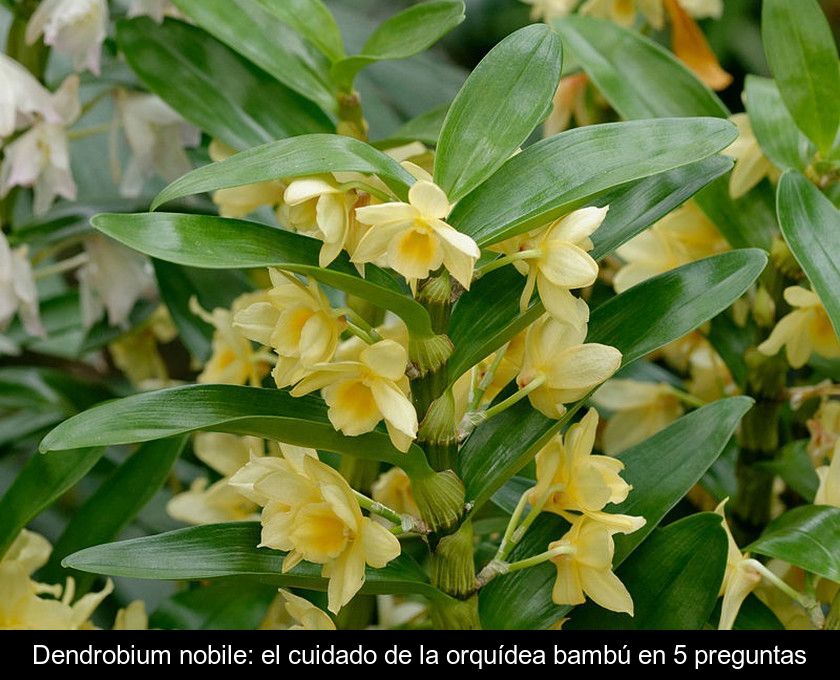 Dendrobium Nobile: El Cuidado De La Orquídea Bambú En 5 Preguntas