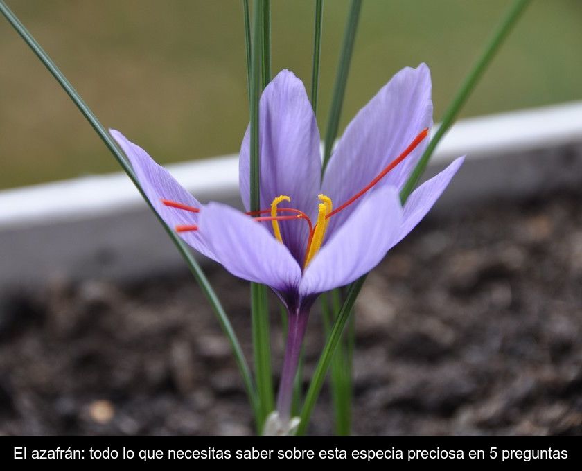 El Azafrán: Todo Lo Que Necesitas Saber Sobre Esta Especia Preciosa En 5 Preguntas