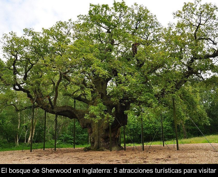 El Bosque De Sherwood En Inglaterra: 5 Atracciones Turísticas Para Visitar