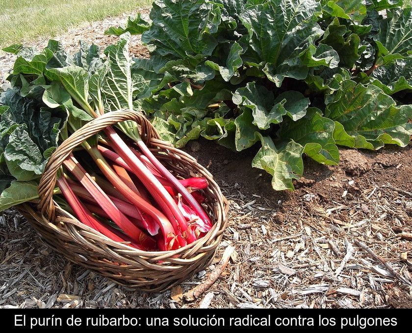 El Purín De Ruibarbo: Una Solución Radical Contra Los Pulgones