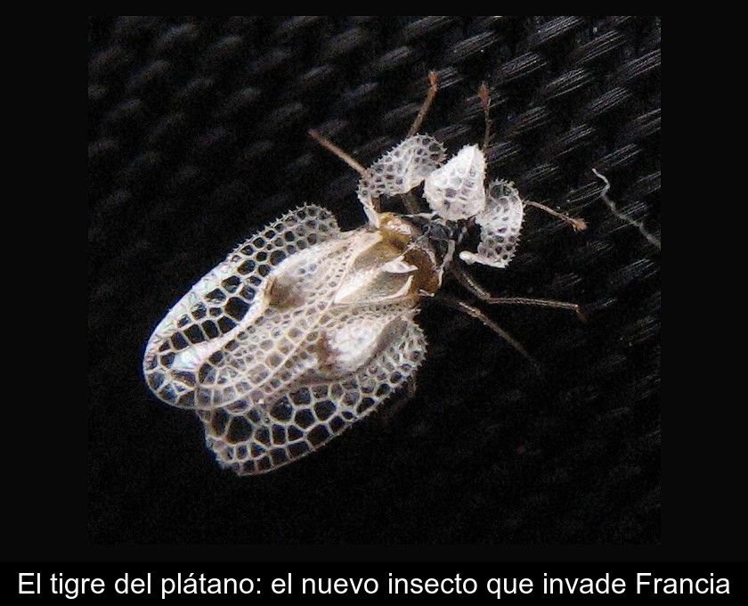 El Tigre Del Plátano: El Nuevo Insecto Que Invade Francia