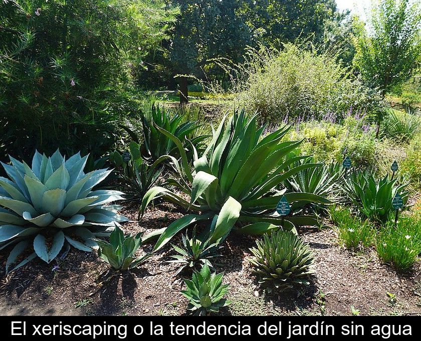 El Xeriscaping O La Tendencia Del Jardín Sin Agua