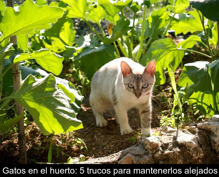 Gatos En El Huerto: 5 Trucos Para Mantenerlos Alejados