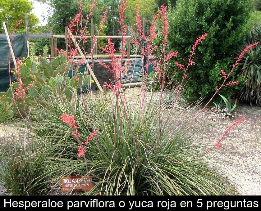 Hesperaloe Parviflora O Yuca Roja En 5 Preguntas