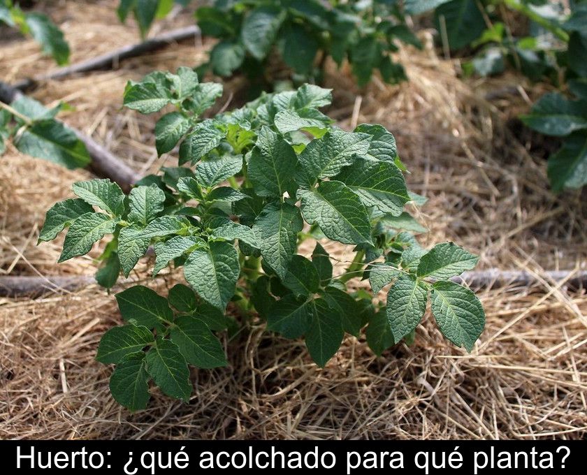 Huerto: ¿qué Acolchado Para Qué Planta?