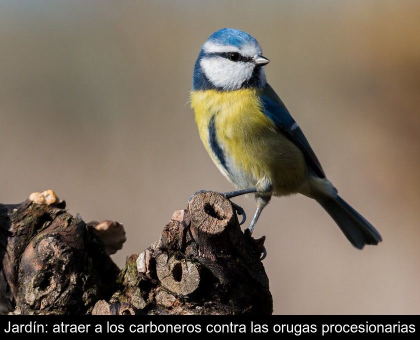 Jardín: Atraer A Los Carboneros Contra Las Orugas Procesionarias