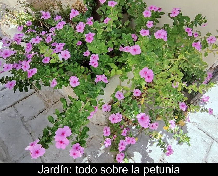 Jardín: Todo Sobre La Petunia