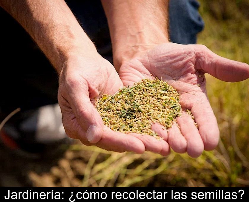 Jardinería: ¿cómo Recolectar Las Semillas?