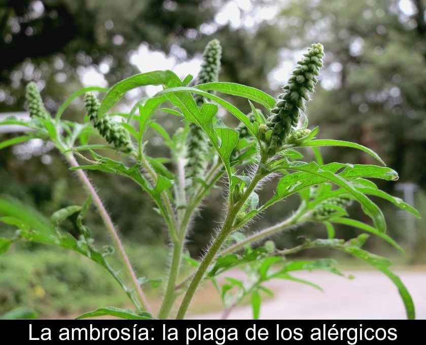 La Ambrosía: La Plaga De Los Alérgicos