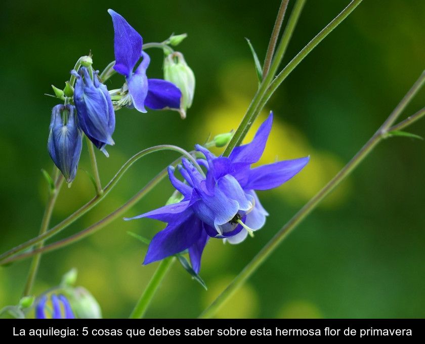 La Aquilegia: 5 Cosas Que Debes Saber Sobre Esta Hermosa Flor De Primavera