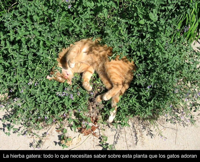 La Hierba Gatera: Todo Lo Que Necesitas Saber Sobre Esta Planta Que Los Gatos Adoran