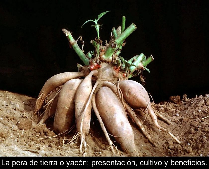 La Pera De Tierra O Yacón: Presentación, Cultivo Y Beneficios.