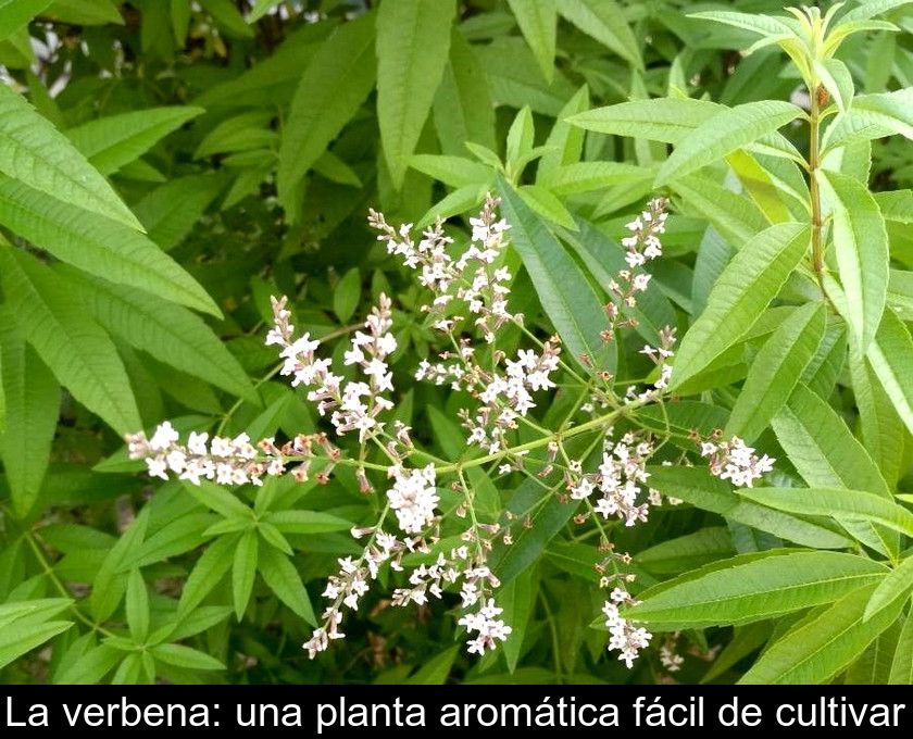 La Verbena: Una Planta Aromática Fácil De Cultivar