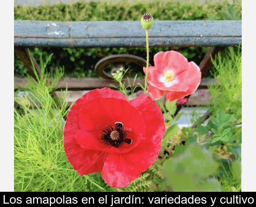 Los Amapolas En El Jardín: Variedades Y Cultivo