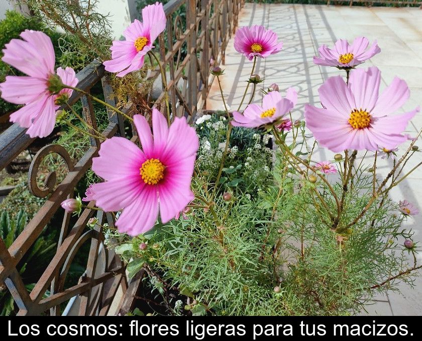 Los Cosmos: Flores Ligeras Para Tus Macizos.