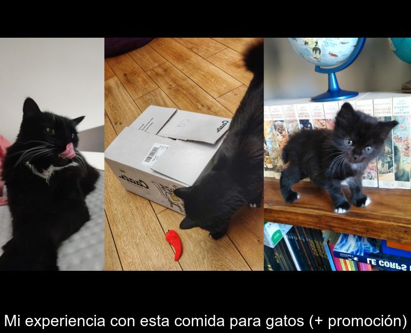 Mi Experiencia Con Esta Comida Para Gatos (+ Promoción)