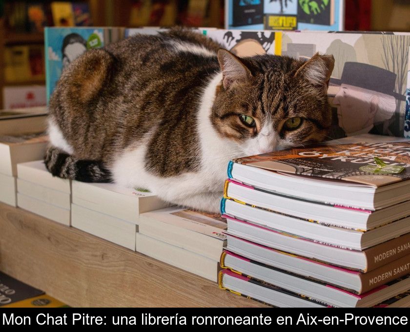 Mon Chat Pitre: Una Librería Ronroneante En Aix-en-provence
