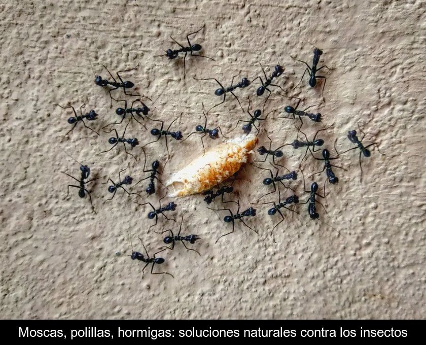 Moscas, Polillas, Hormigas: Soluciones Naturales Contra Los Insectos