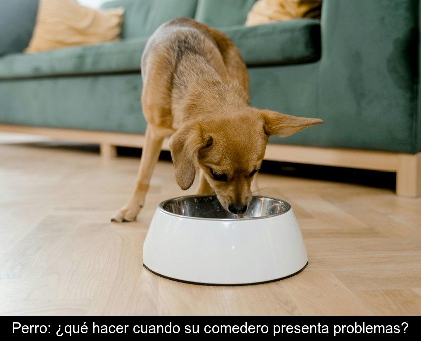 Perro: ¿qué Hacer Cuando Su Comedero Presenta Problemas?