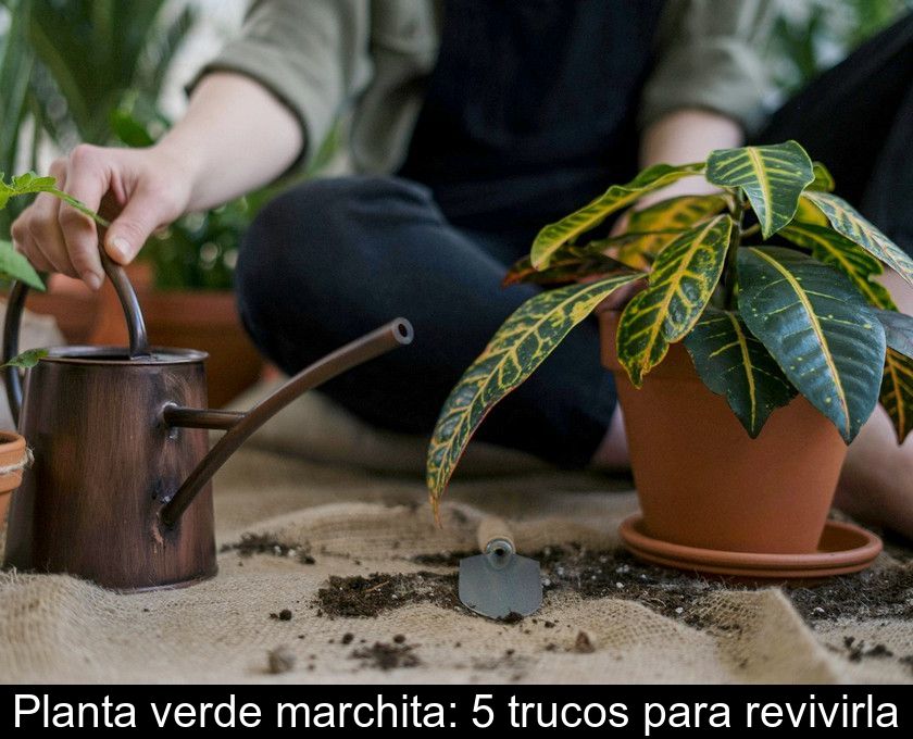 Planta Verde Marchita: 5 Trucos Para Revivirla