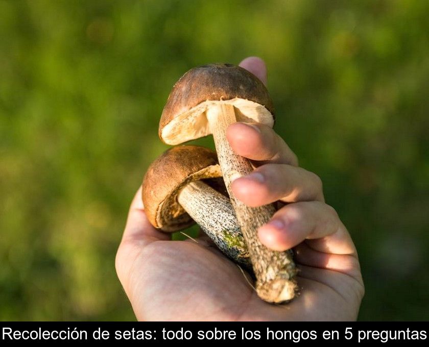 Recolección De Setas: Todo Sobre Los Hongos En 5 Preguntas