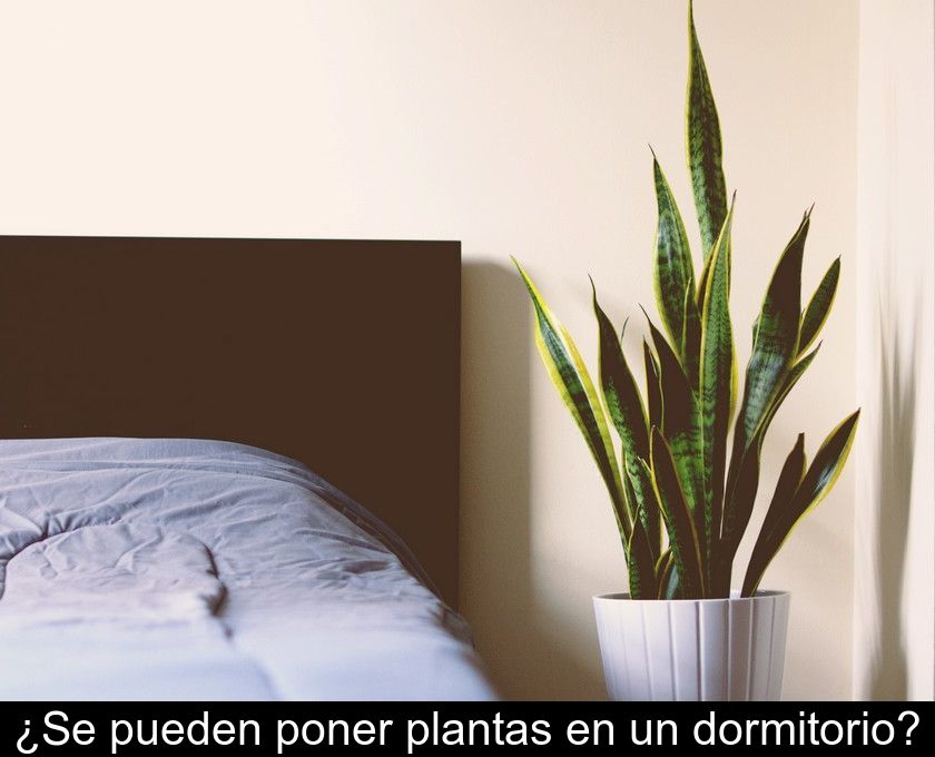 ¿se Pueden Poner Plantas En Un Dormitorio?