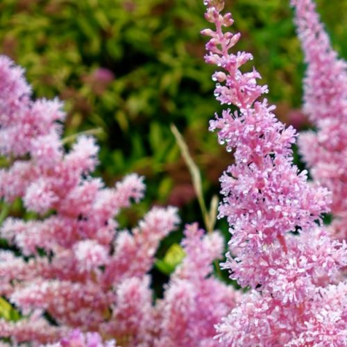 Astilbe: una plantación de otoño para una magnífica floración en primavera