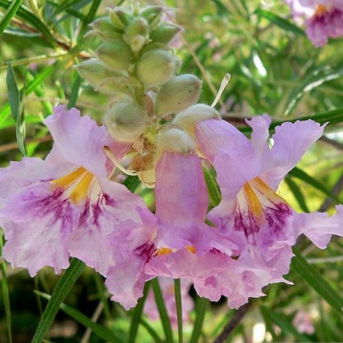 Chilopsis linearis o sauce del desierto: un arbusto resistente al calor