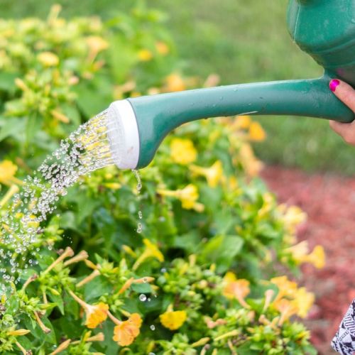 ¿Cómo ahorrar agua en el jardín?