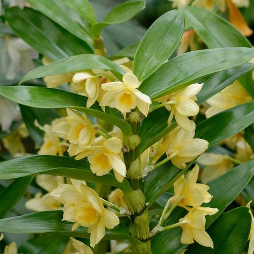 Dendrobium nobile: el cuidado de la orquídea bambú en 5 preguntas