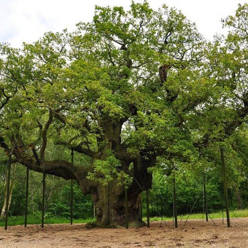 El bosque de Sherwood en Inglaterra: 5 atracciones turísticas para visitar