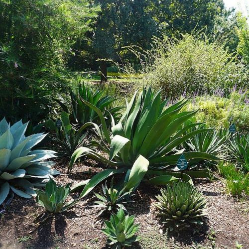 El xeriscaping o la tendencia del jardín sin agua