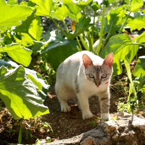 Gatos en el huerto: 5 trucos para mantenerlos alejados