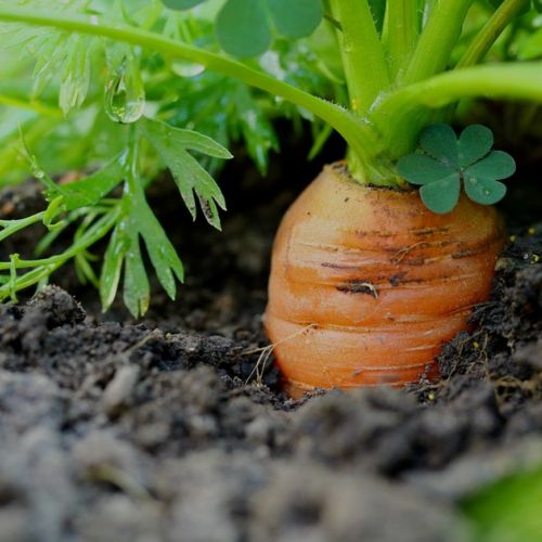 Huerto: 5 verduras para sembrar en agosto