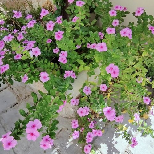 Jardín: todo sobre la petunia