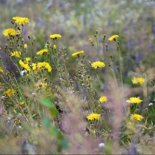 Jardín punk: por qué probar el jardín sin mantenimiento de Éric Lenoir