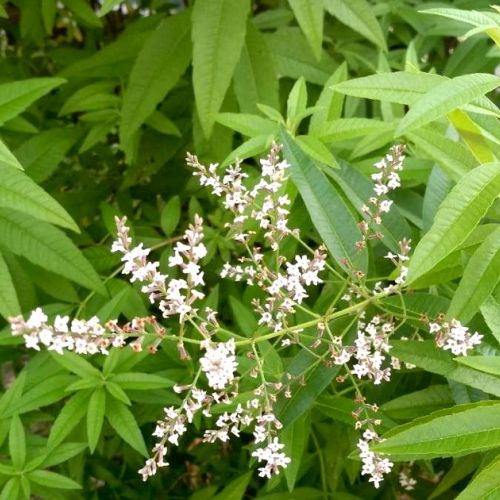 La verbena: una planta aromática fácil de cultivar