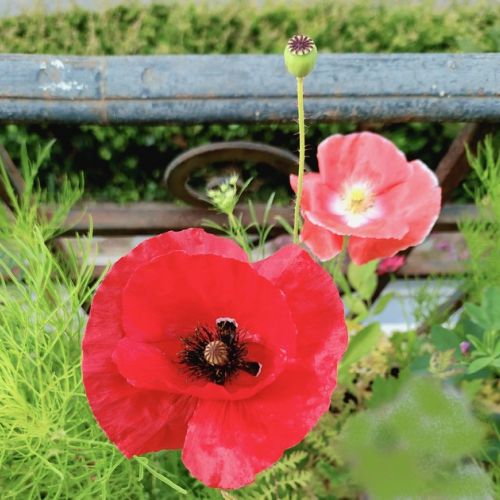 Los amapolas en el jardín: variedades y cultivo