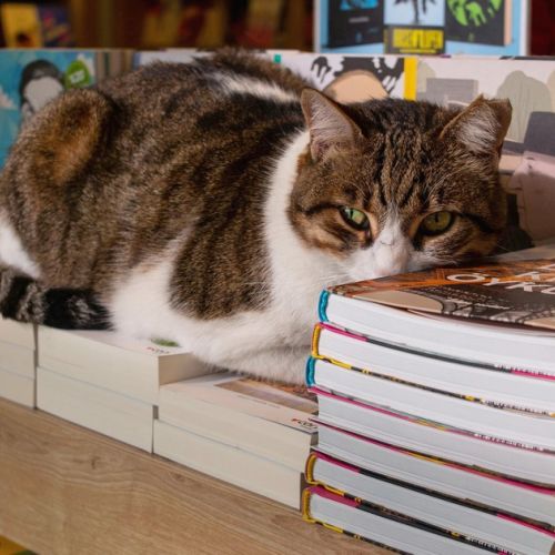 Mon Chat Pitre: una librería ronroneante en Aix-en-Provence