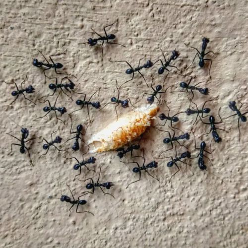 Moscas, polillas, hormigas: soluciones naturales contra los insectos