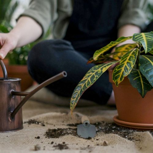 Planta verde marchita: 5 trucos para revivirla