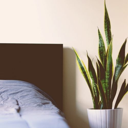 ¿Se pueden poner plantas en un dormitorio?